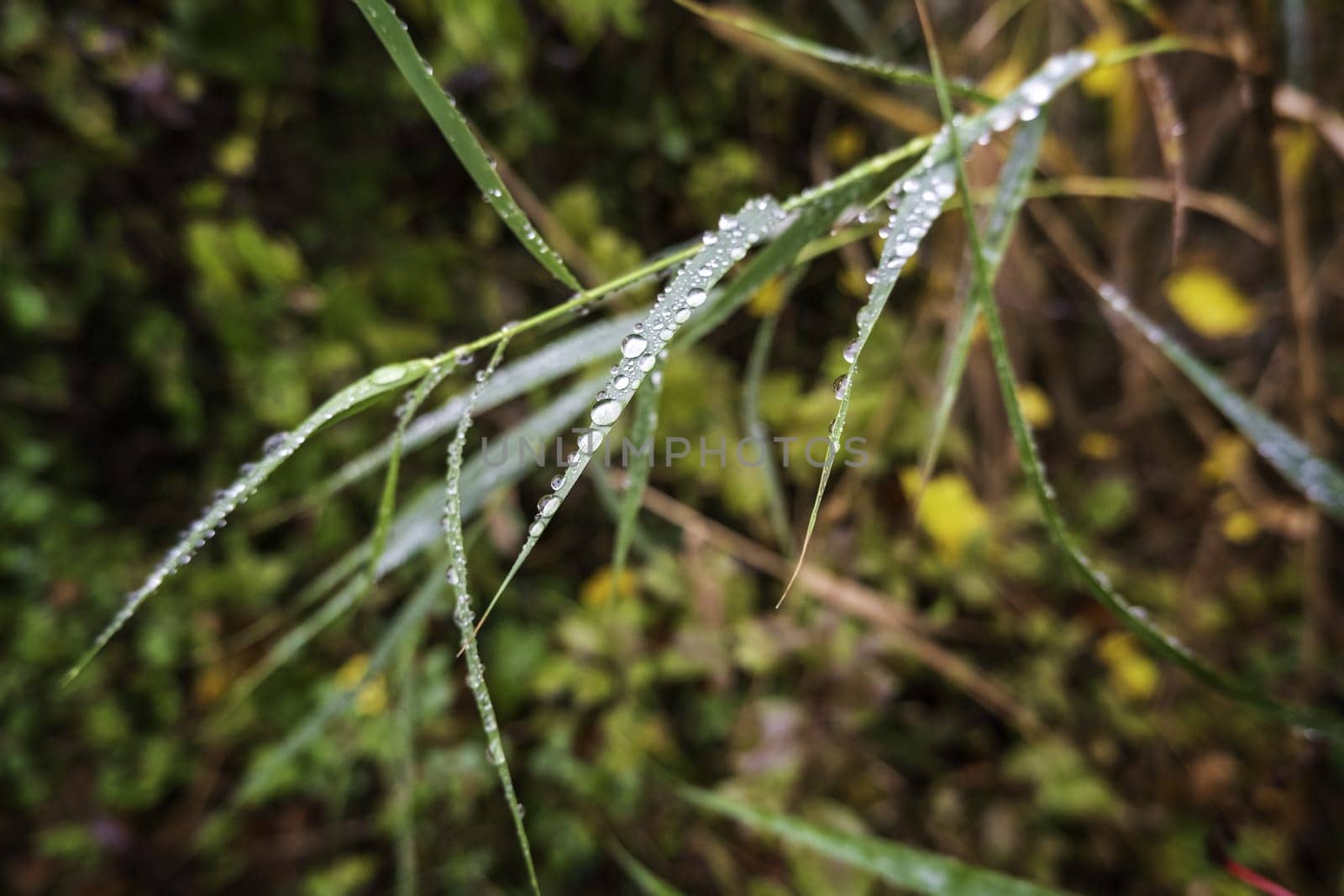 Detail of wild flowers in the field, cold rainy day