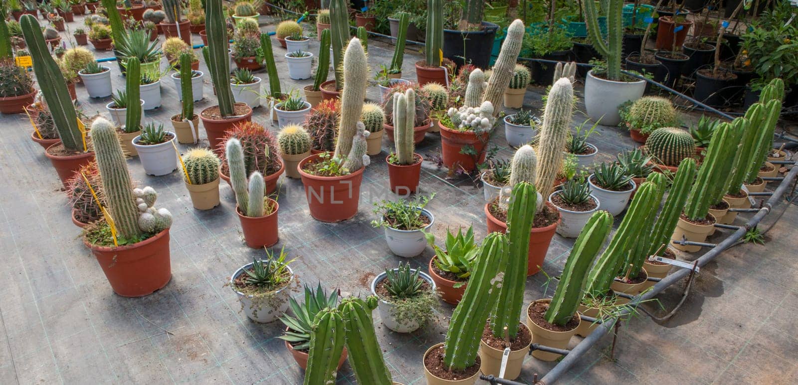 Lane for the reproduction of plants in a nursery. Cacti and succulents, xeriscape