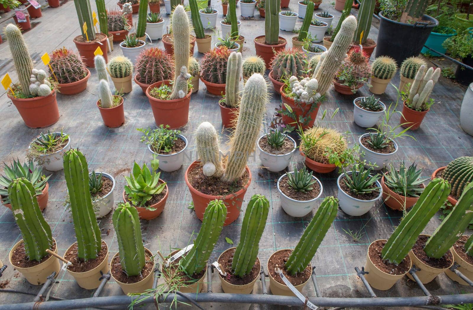 Lane for the reproduction of plants in a nursery. Cacti and succulents, xeriscape