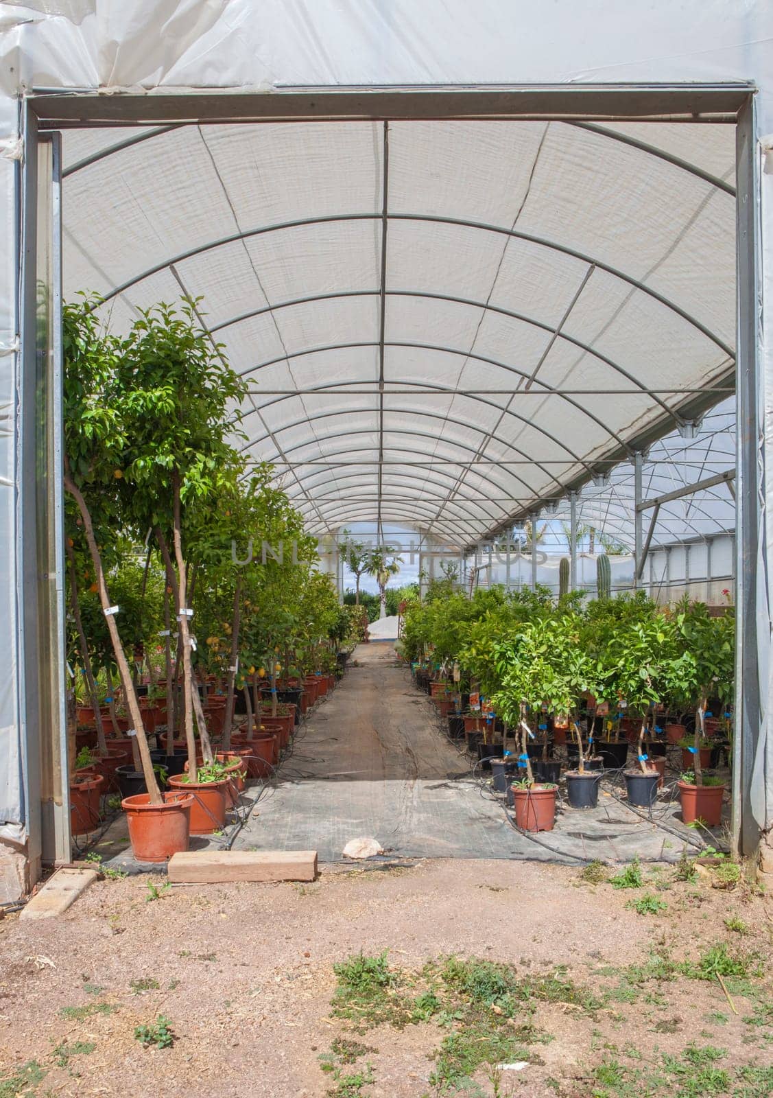 Lane for the reproduction of plants in a nursery. Citrus greenhouse door