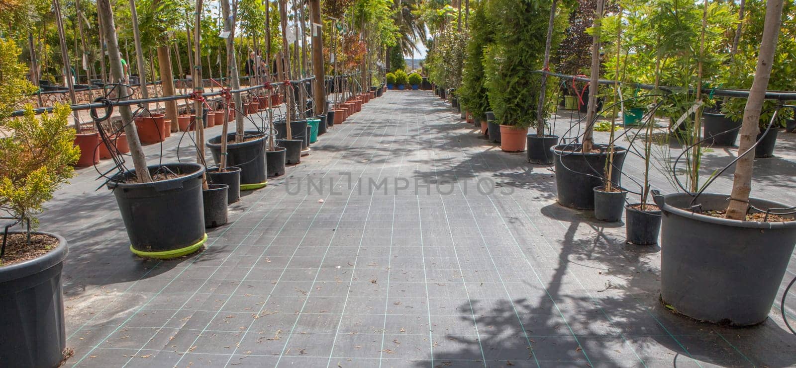 Lane for the reproduction of plants in a nursery. Young trees rows
