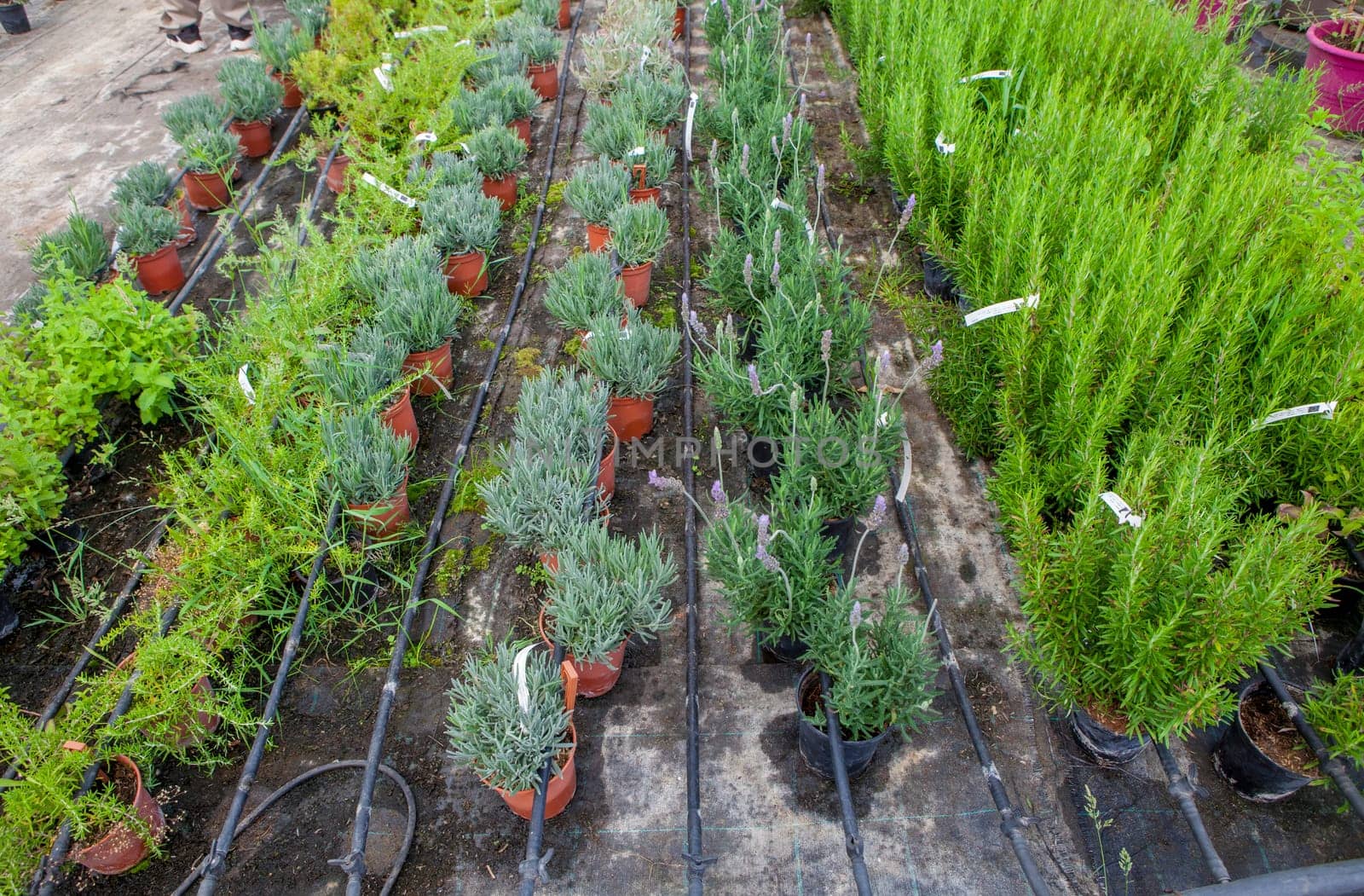 Lane for the reproduction of plants in a nursery. Young trees rows