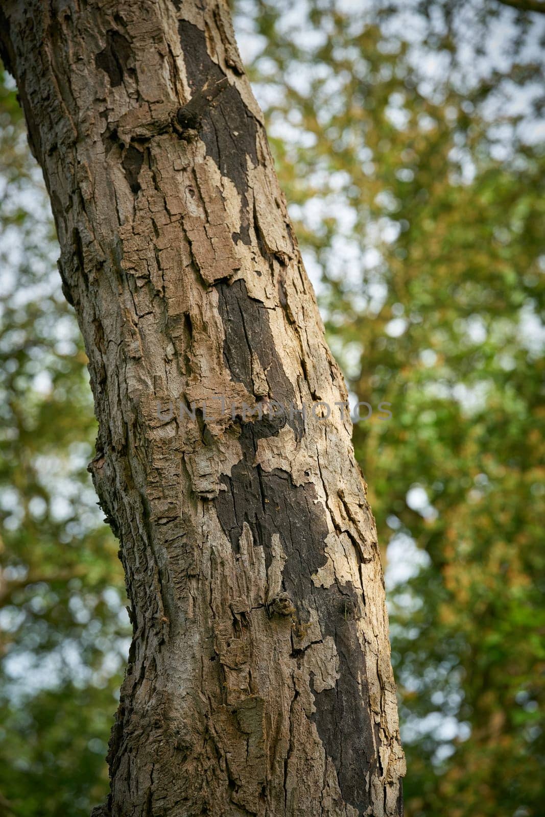 Sooty bark disease, Rußrindenkrankheit caused by the fungus Cryptostroma corticale on a dead maple in Magdeburg, Germany