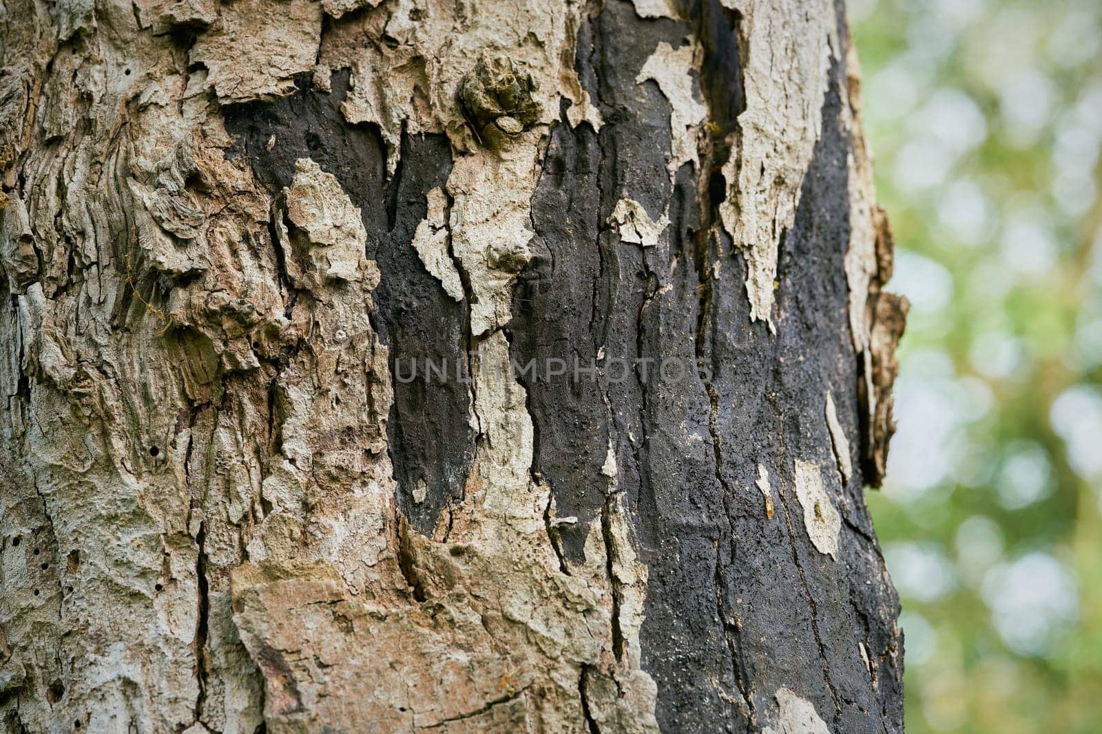 Sooty bark disease, Rußrindenkrankheit caused by the fungus Cryptostroma corticale on a dead maple in Magdeburg, Germany