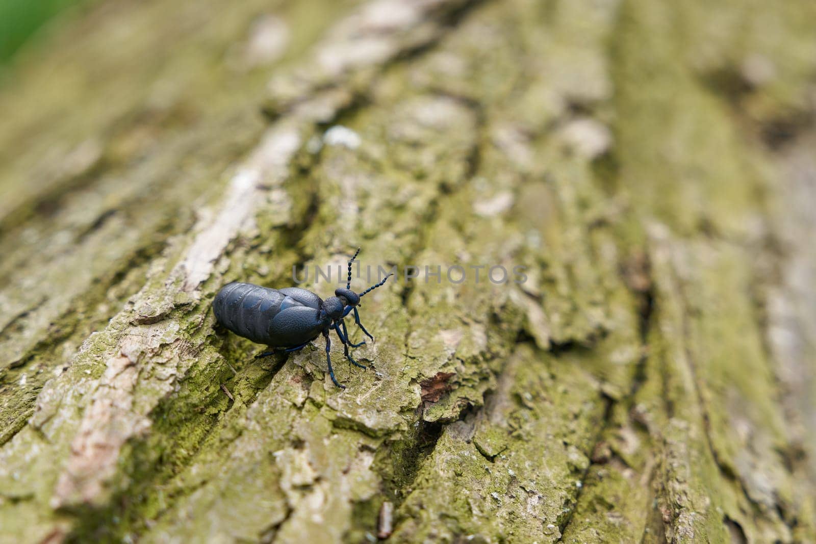 female, very poisonous black-blue oil beetle, schwarzblauer Ölkäfer, Blister beetle, Meloe proscarabaeus, on a tree trunk lying on the ground
