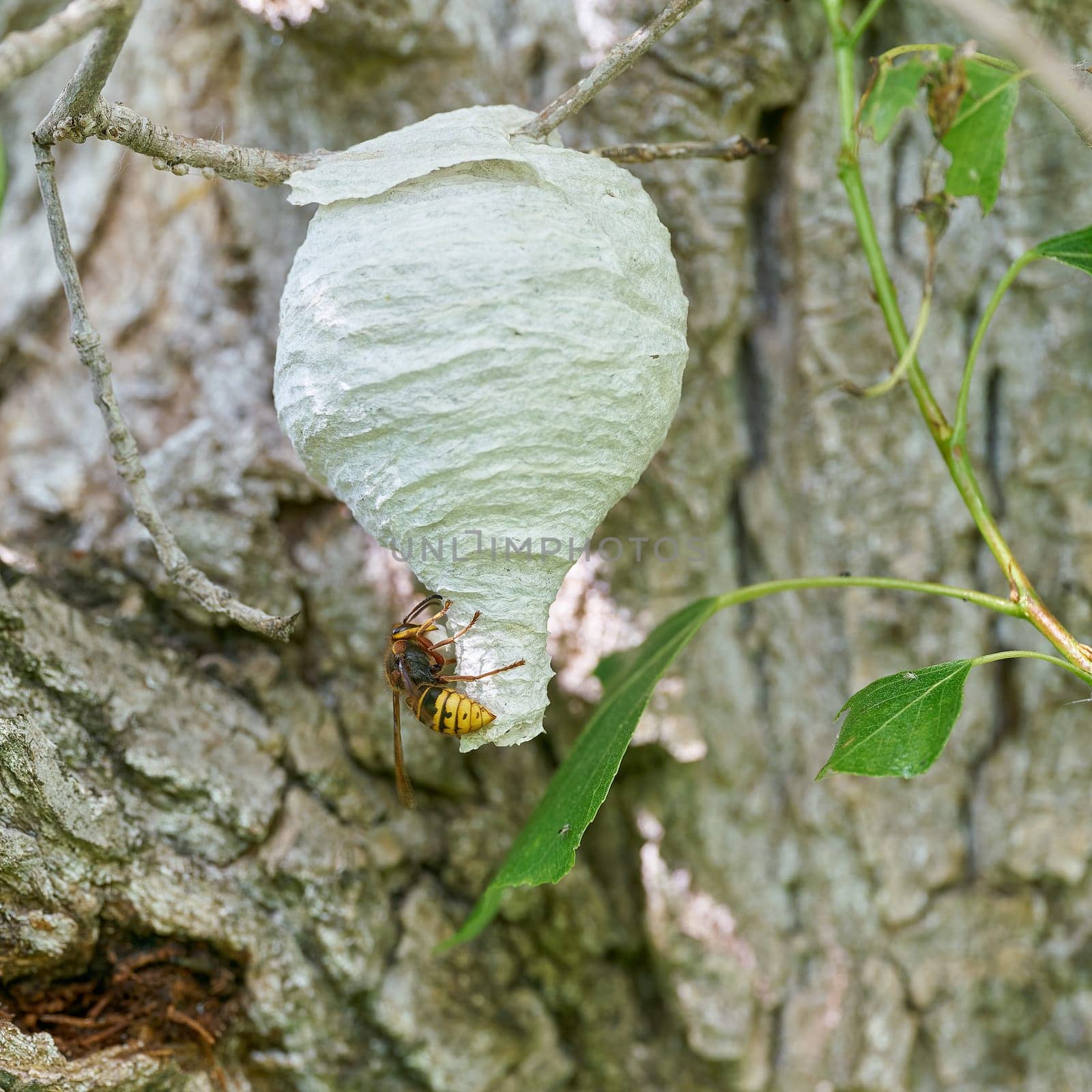 Queen of the wasp species median wasp, Dolichovespula media, building a nest