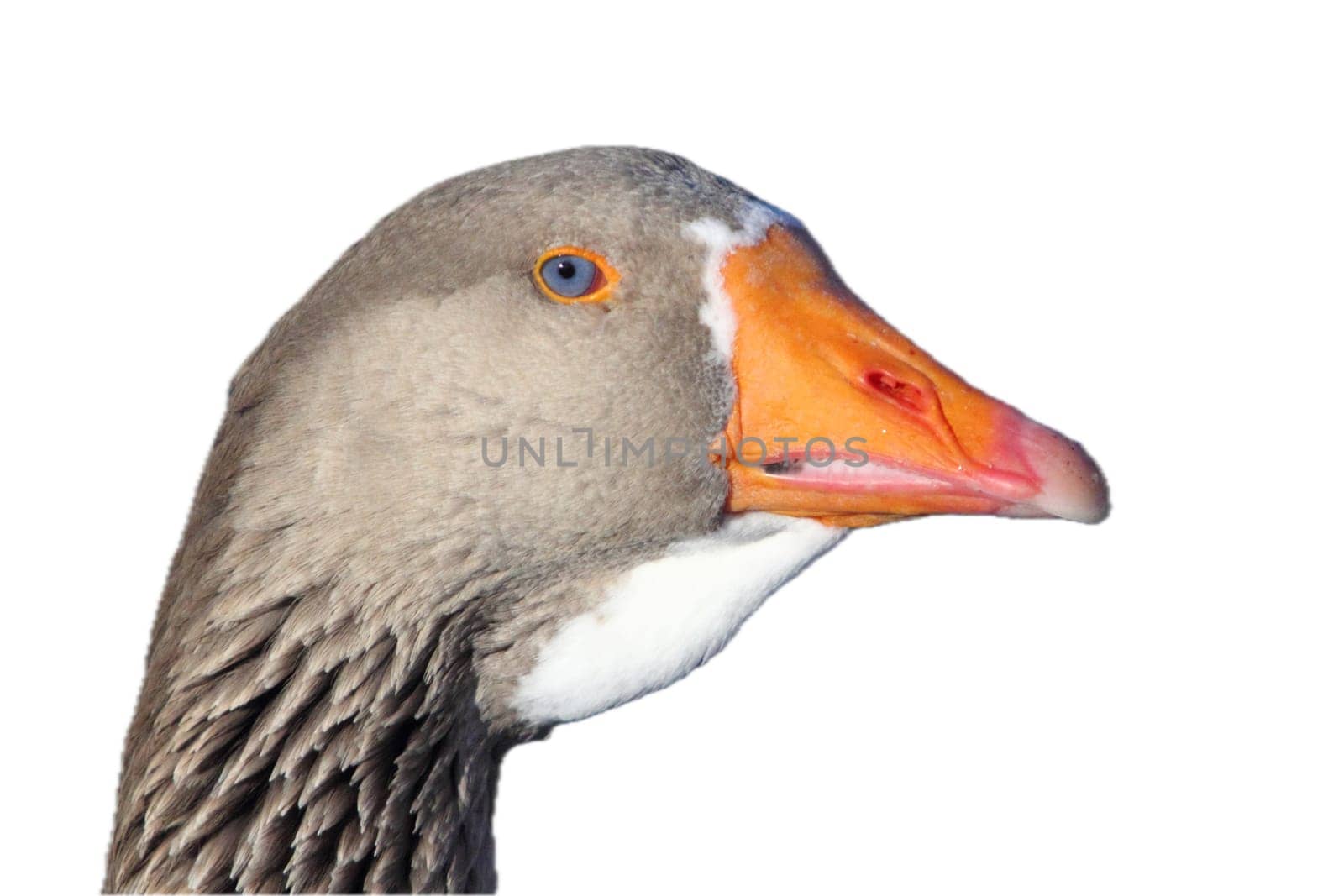 Geese are waterfowl of the family Anatidae. This group comprises the genera Anser (the grey geese) and Branta (the black geese)