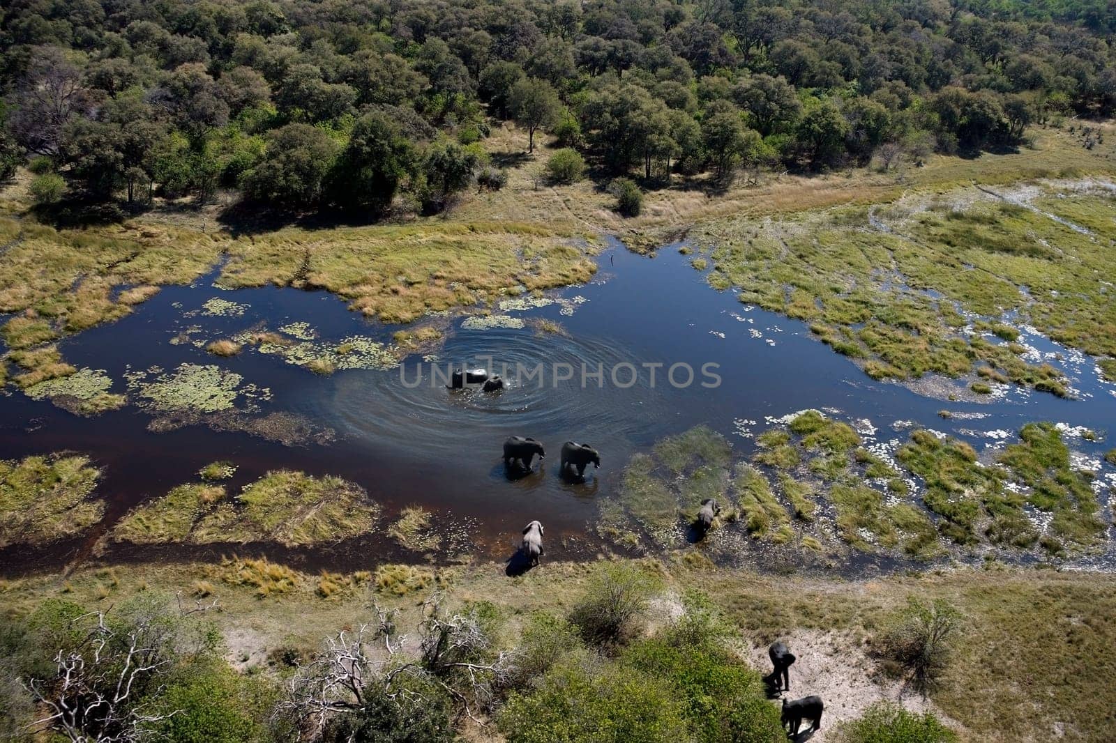 Aerial view of a group of elephants in a waterhole in the Okavango Delta in Botswana, Africa.
