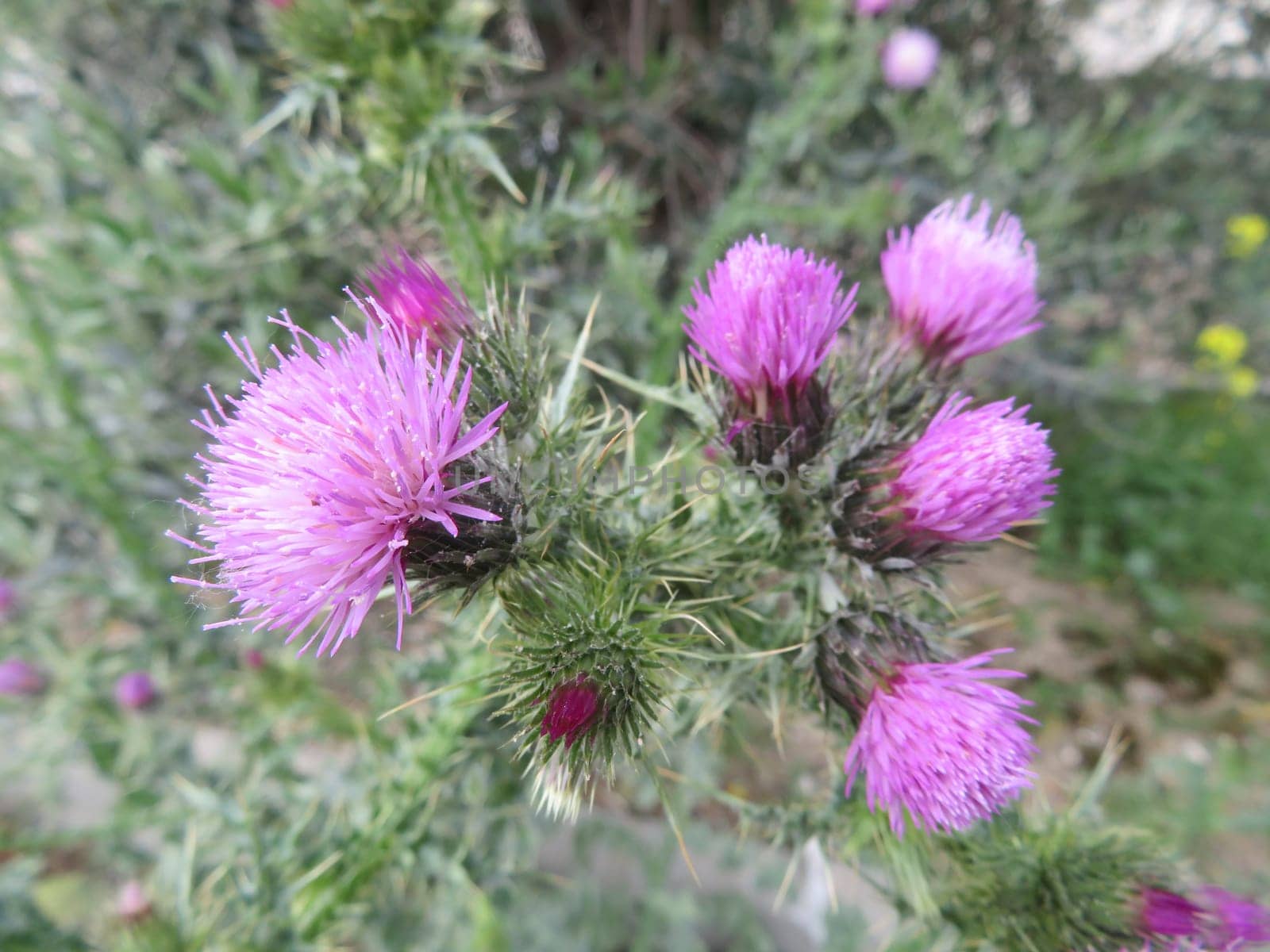 Thistle Flower Spikes Plant Purple Beautiful Natural