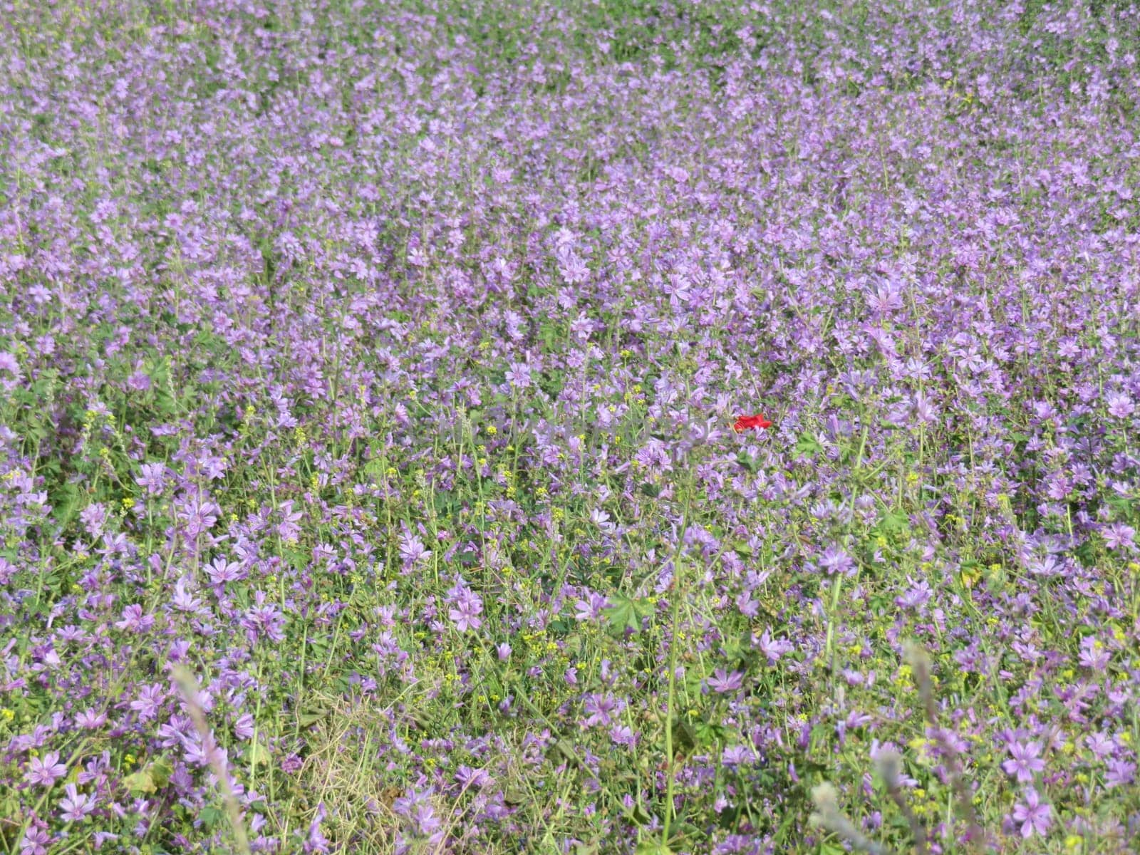 beautiful natural flowers colors pollen fragile aromas