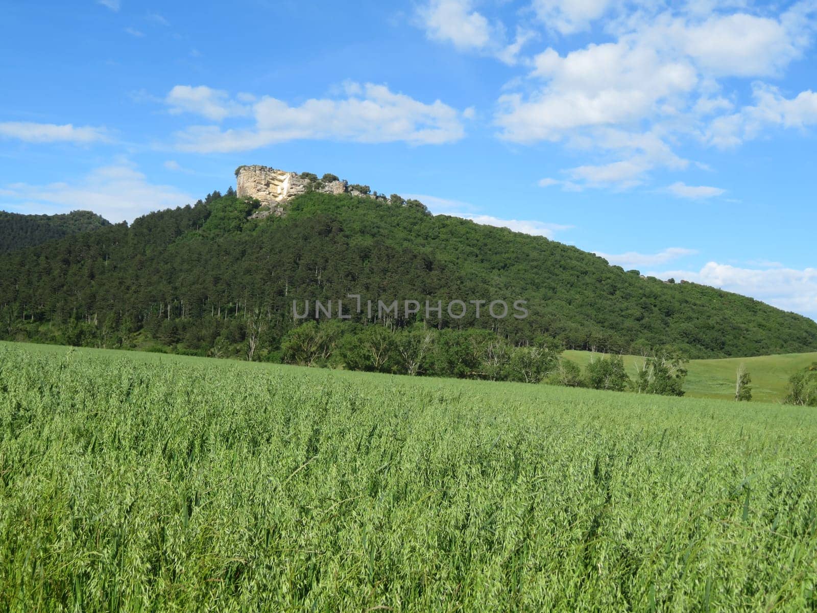 beautiful green cereal field natural healthy food fiber