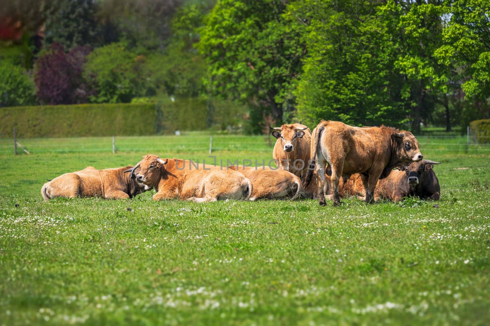 Herd of happy cows on a pasture