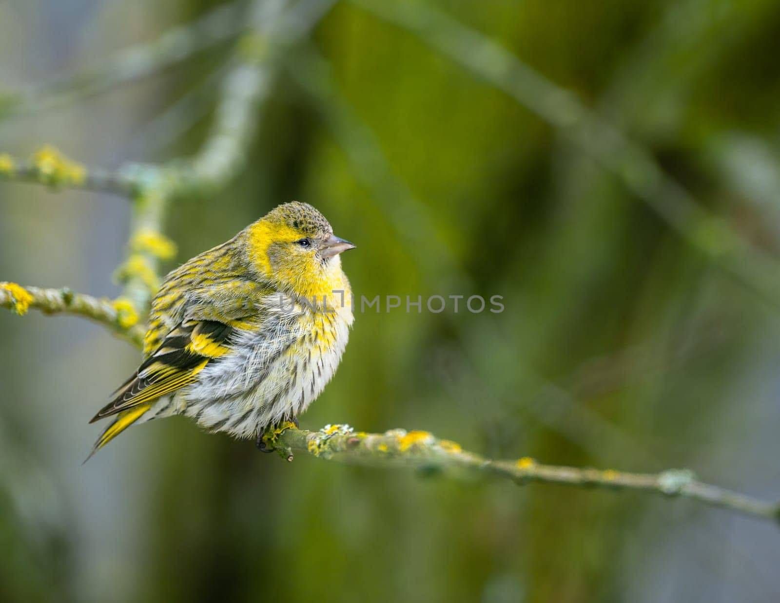 Female black-headed goldfinch sitting on a twig