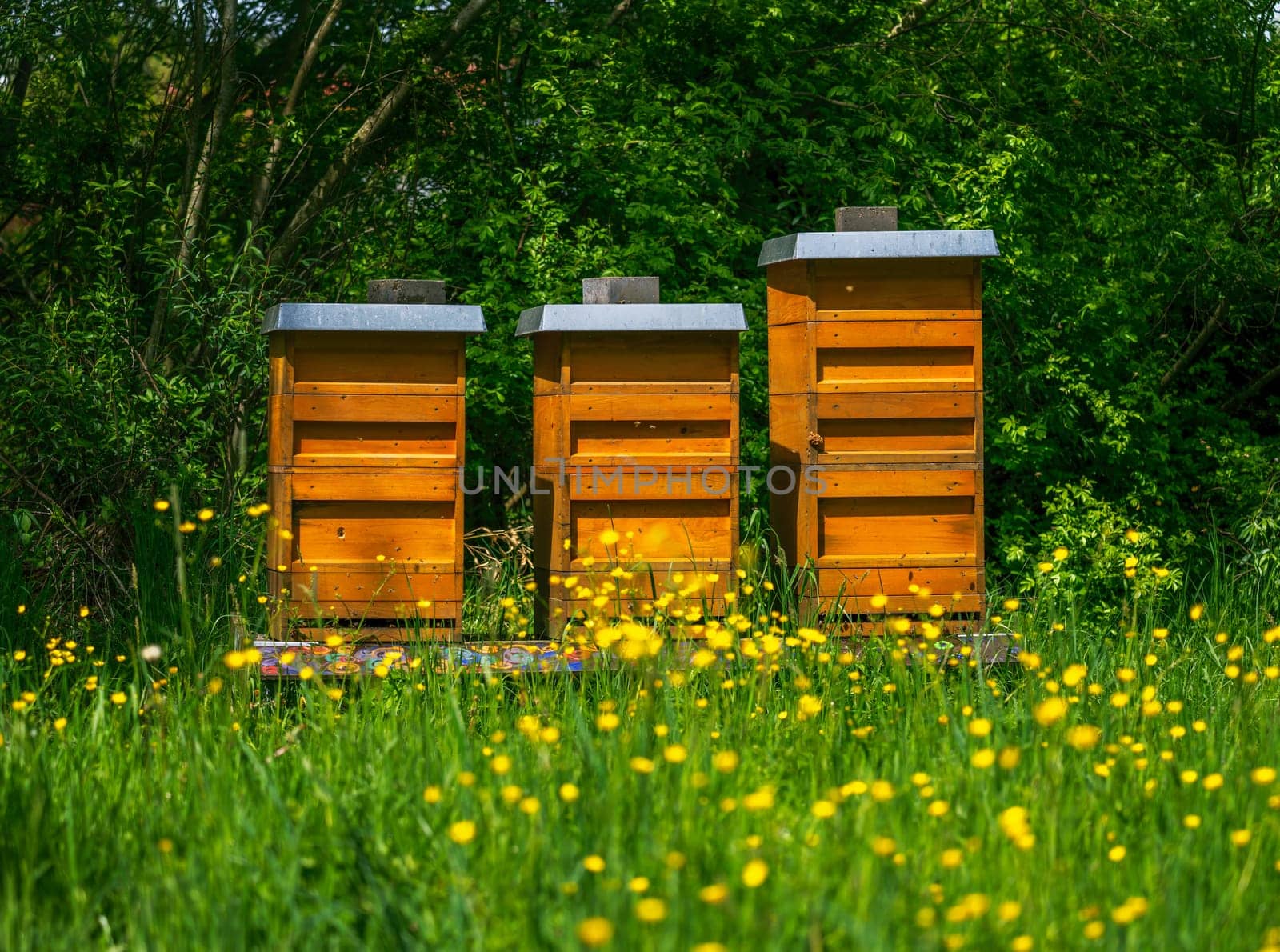 Beekeeping with wooden beeyards in a yellow flowering meadow