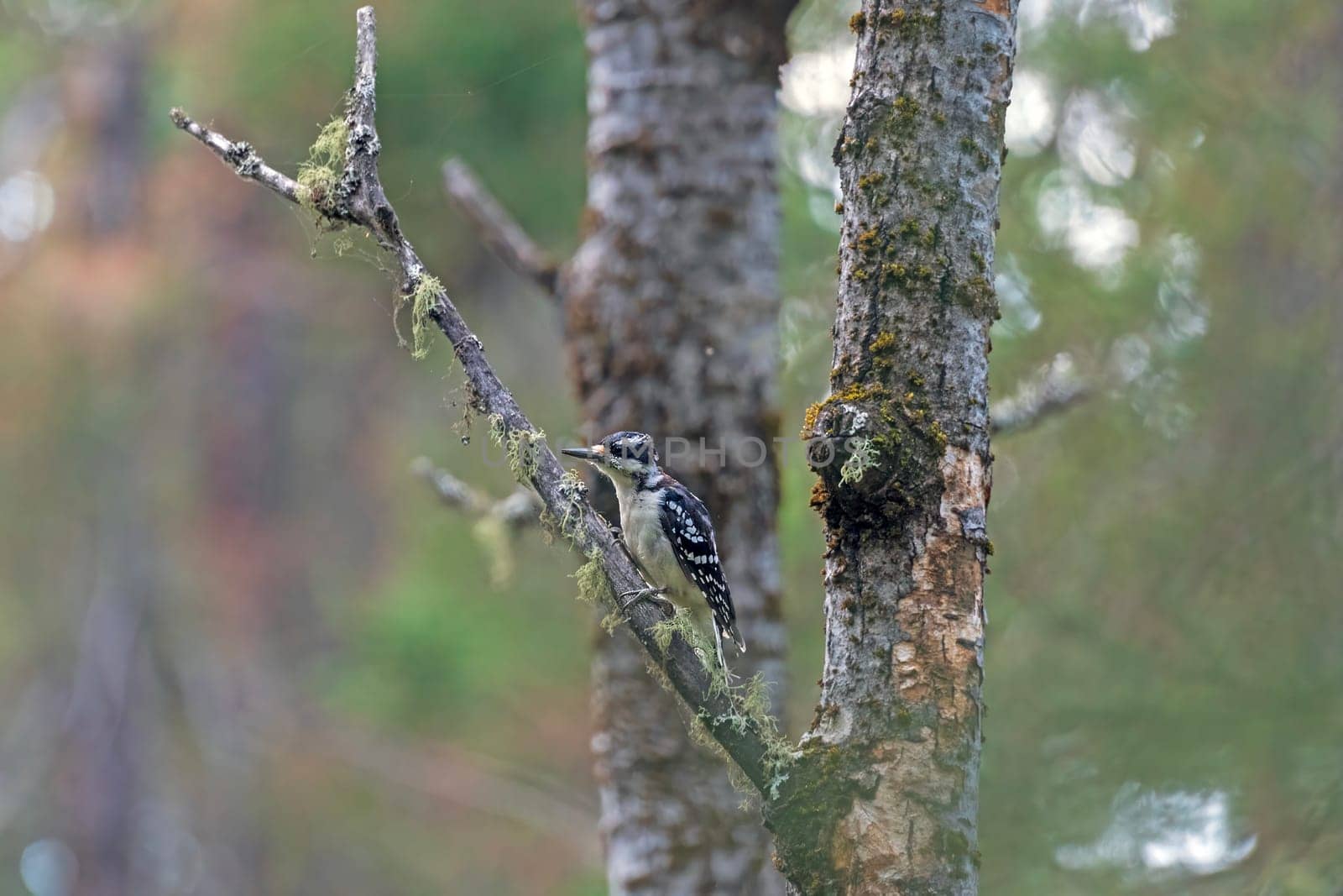 Female Hairy Woodpecker in the Forest in Pisew Falls Provincial Park in Manitoba
