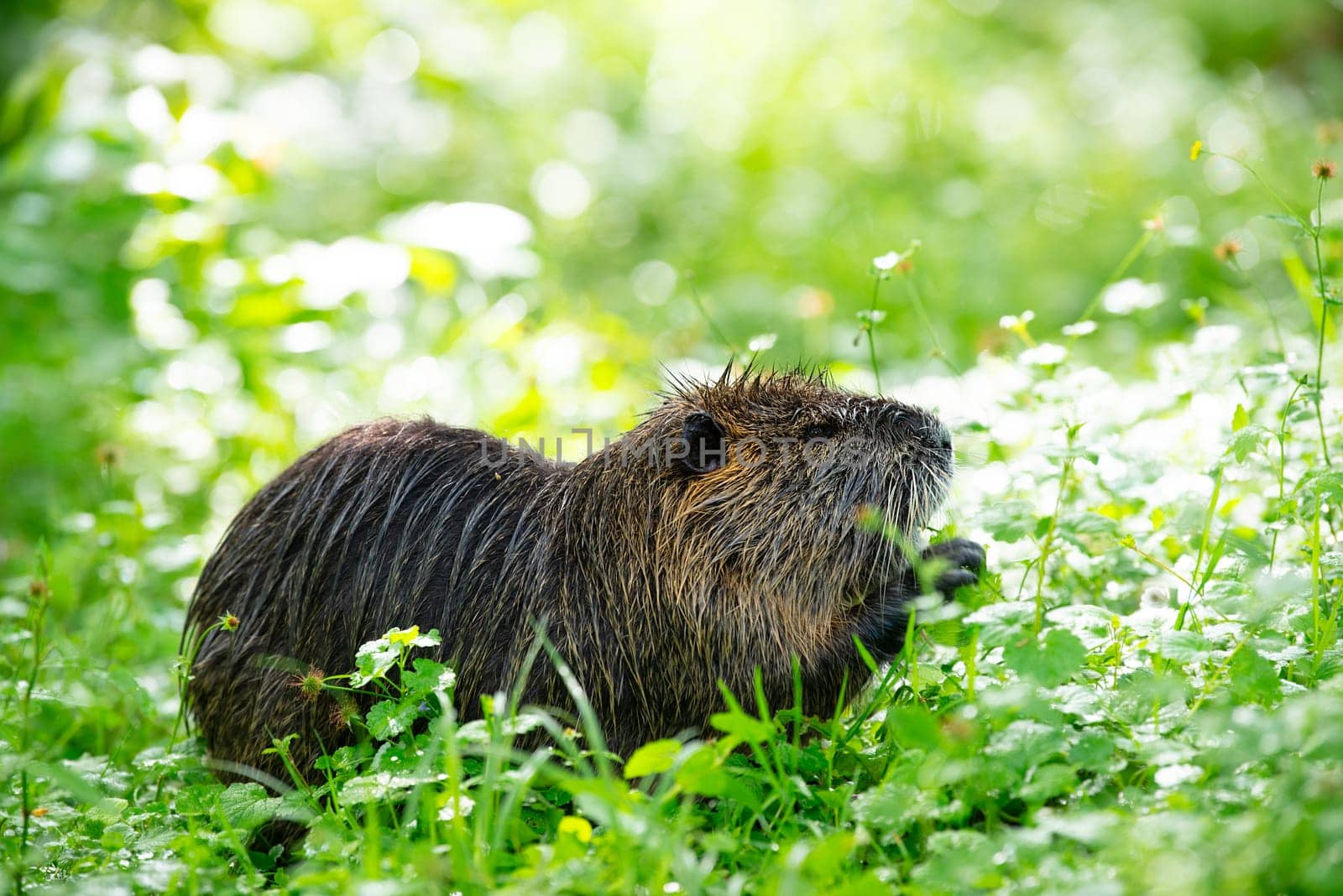 Nutria, coypu herbivorous, semiaquatic rodent member of the family Myocastoridae on the meadow, baby animals, habintant wetlands, river rat