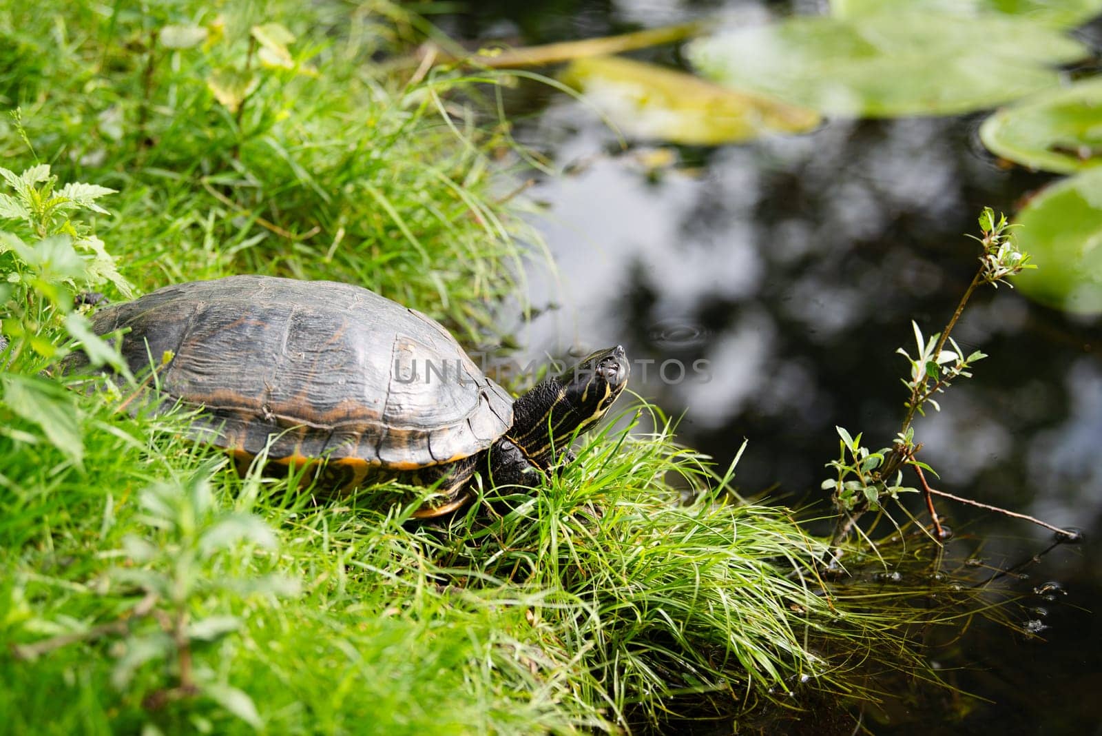 Yellow bellied eared turtle sitting on the riverbank of a pond, Trachemys scripta living in the US, Virigina, Florida and Europe, reptile animal