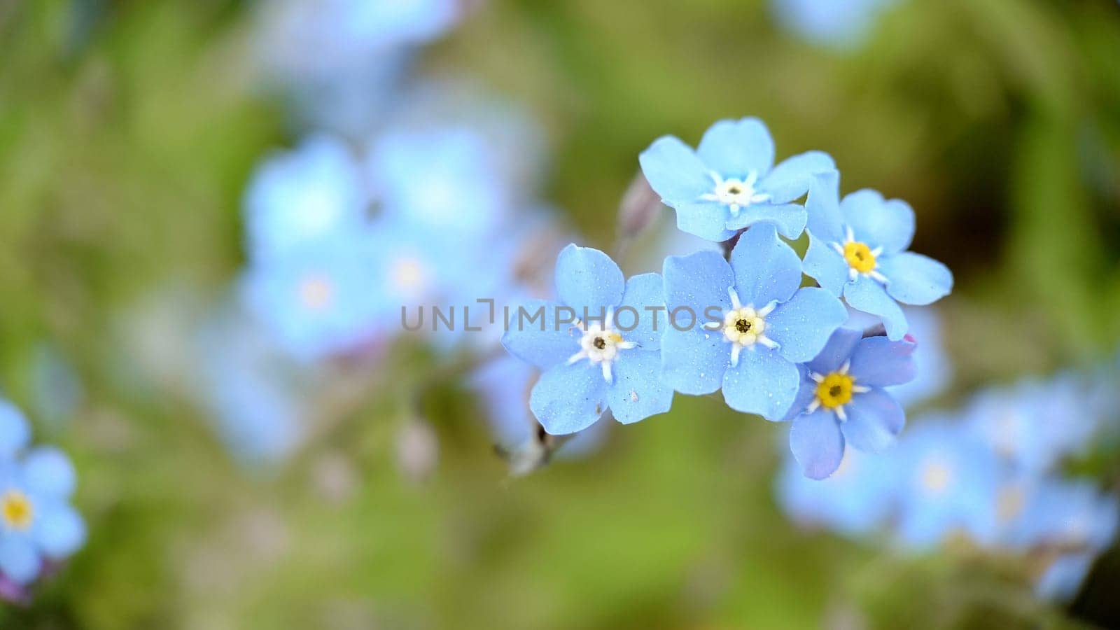 Macrophotography.Small blue petals of forget-me-not flowers.Texture or background
