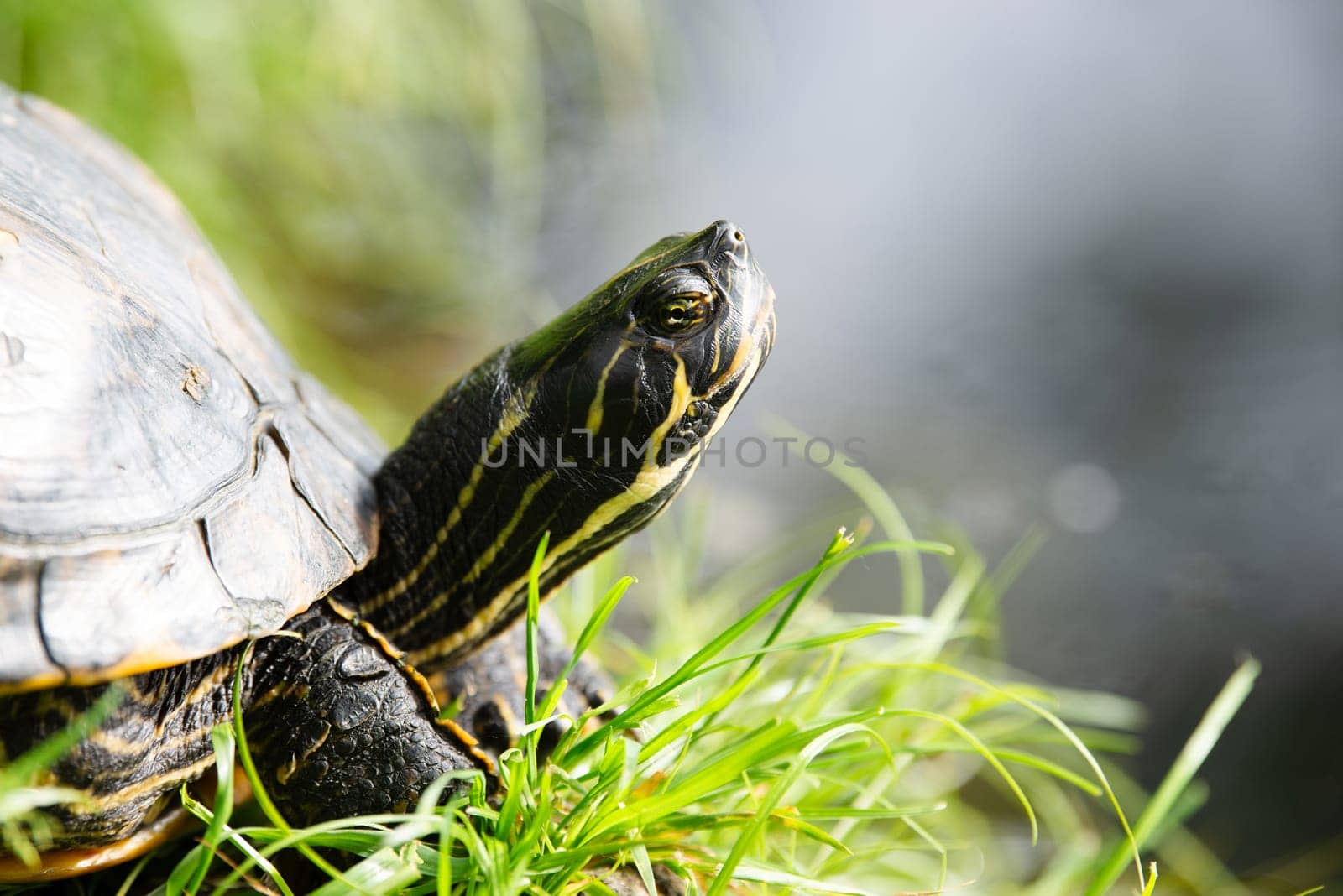 Yellow bellied eared turtle sitting on the riverbank of a pond, Trachemys scripta living in the US, Virigina, Florida and Europe, reptile animal