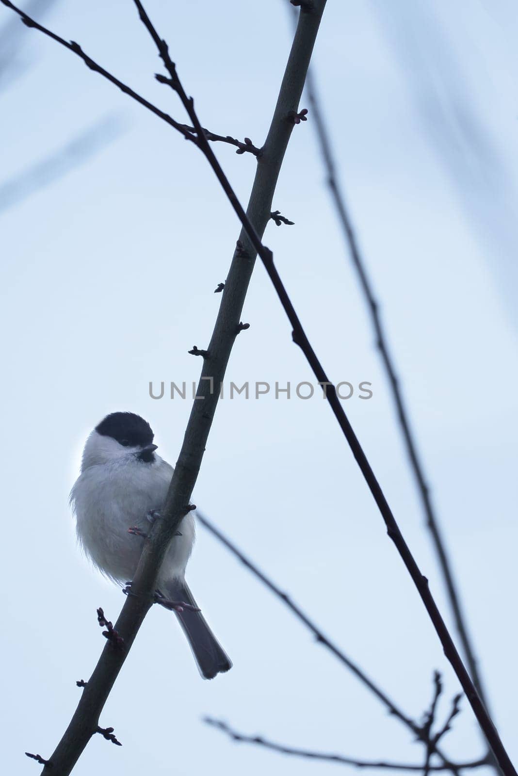 Willow tit on a branch in a bush. Bird species with black head and white breast. Finch species. Animal photo from nature
