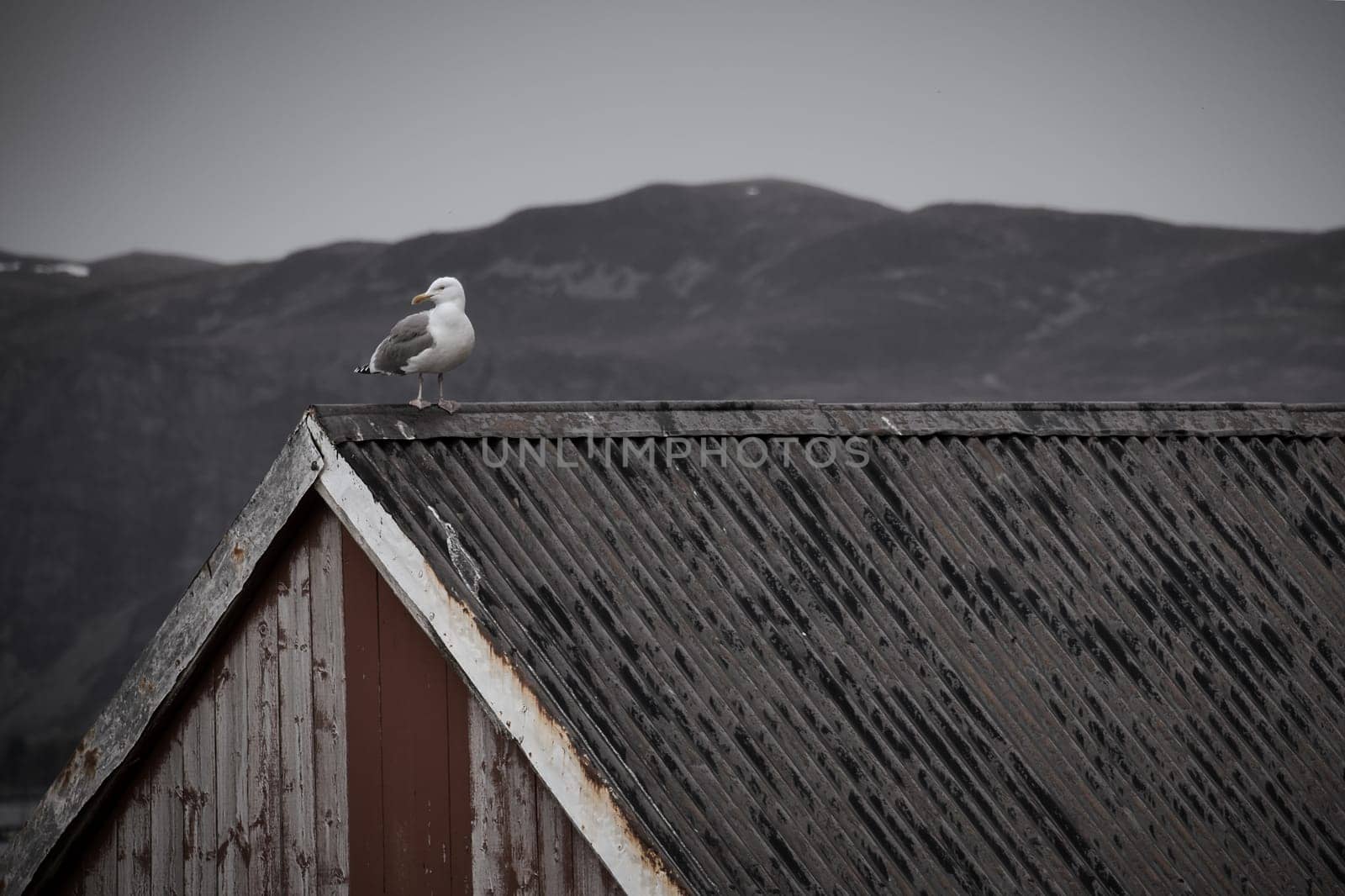 Seagull on a fisherman's house in Norway. Seabird in Scandinavia. Animal photo from nature in the north
