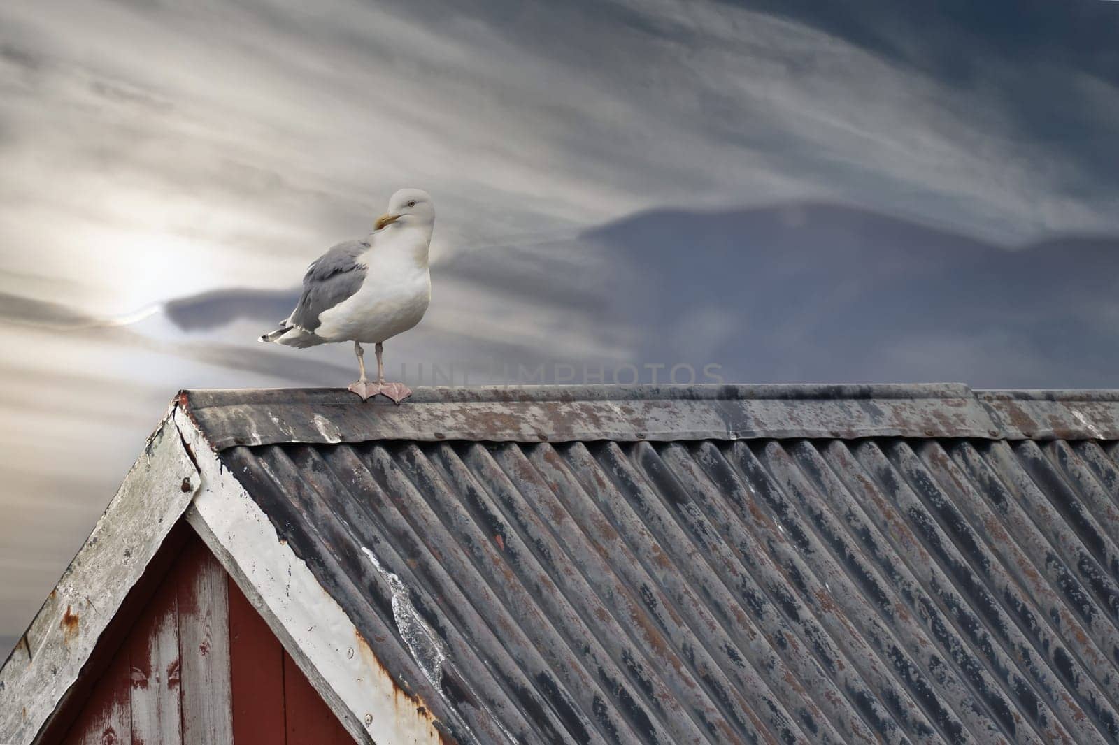 Seagull on a fisherman's house in Norway. Seabird in Scandinavia. Animal photo from nature in the north
