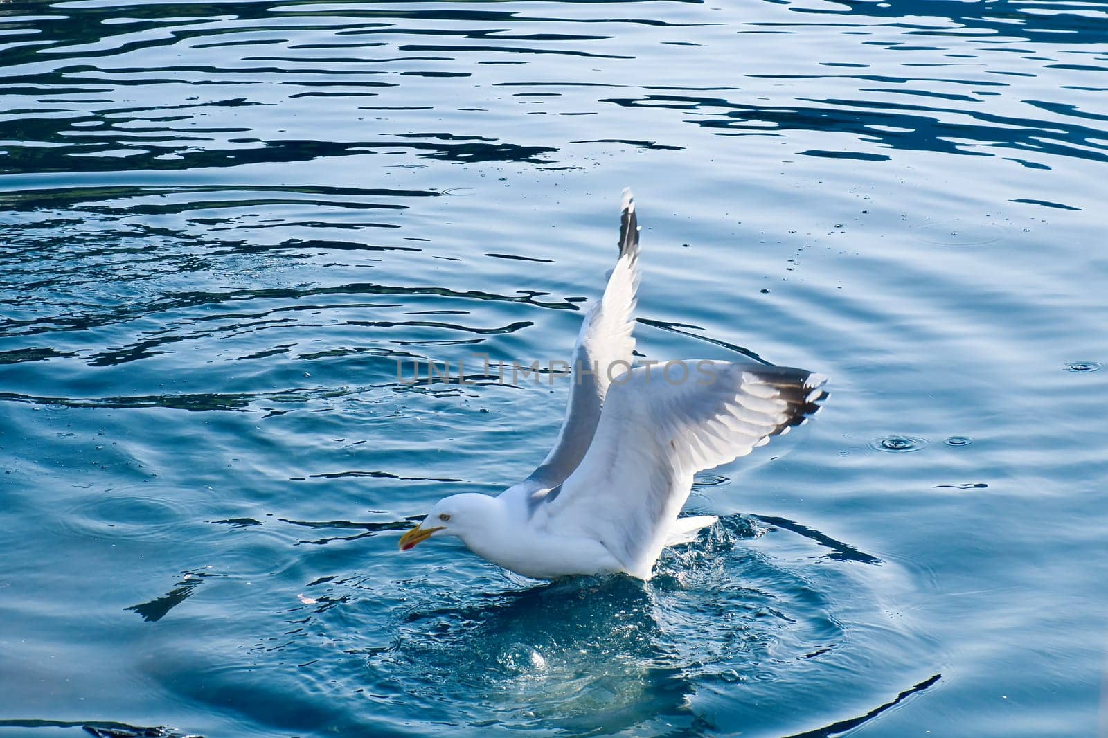 Seagulls in the crystal clear water of the Norwegian Fjord. Drops of water ripple in the dynamic movement of the seabird. Animal photo from Scandinavia