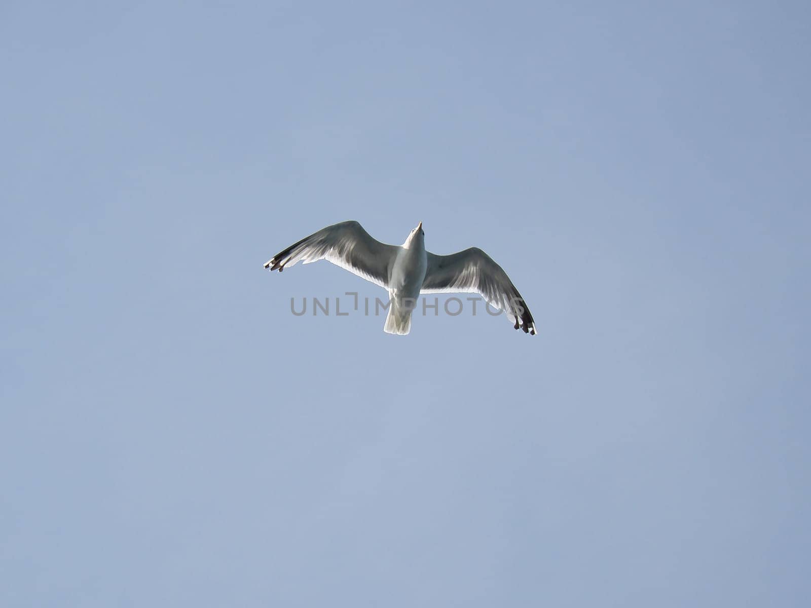 Seagull flies in the sky. Shot from below. Bird in Scandinavia. Animal photo