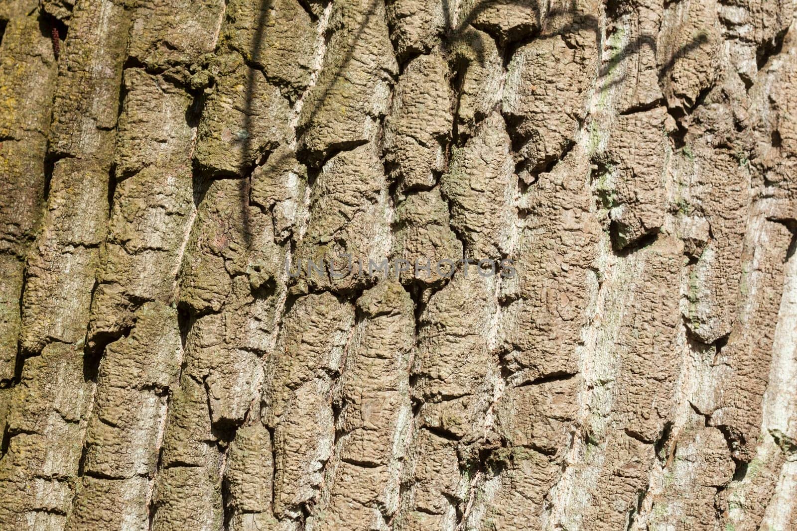 Brown tree bark, bark, wood texture, background, Germany, Europe