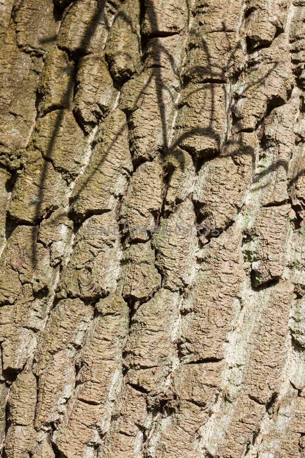 Brown tree bark, bark, wood texture, background, Germany, Europe