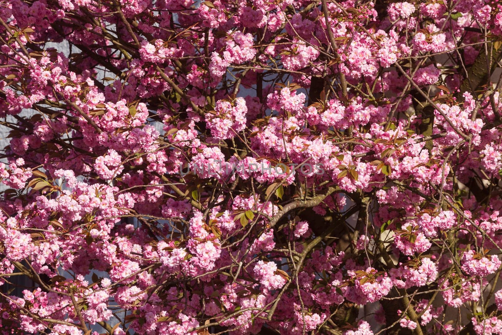 Pink cherry blossoms on tree branches, wallpaper, Germany
