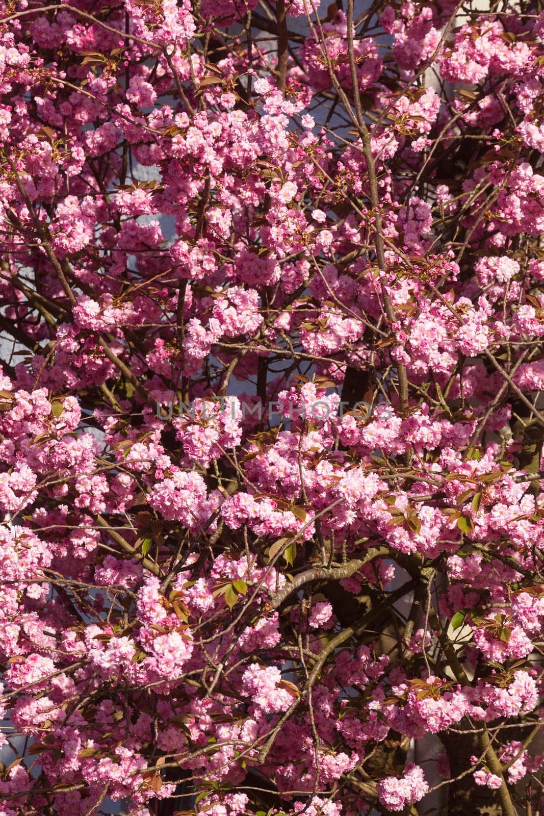 Pink cherry blossoms on tree branches, wallpaper, Germany