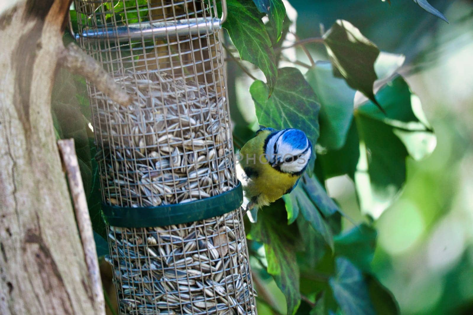 Blue tit feeding at a feeder. Bird species finch. Colorful bird from the animal world. Animal photograph from nature