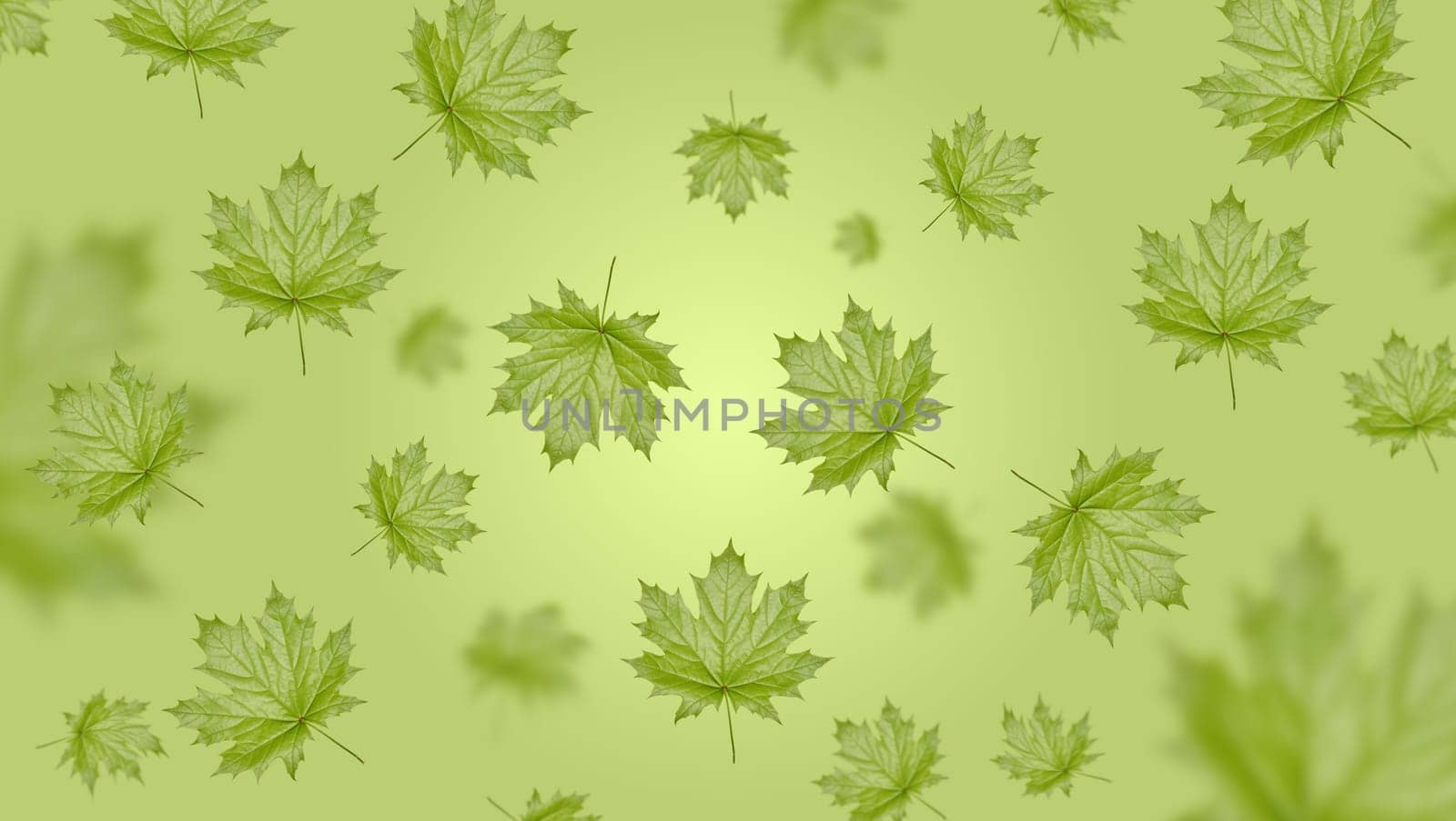 Green Norway maple leaf on a green background, leaves of different sizes levitate