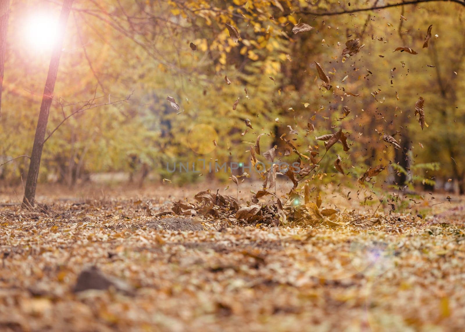 Autumn park with trees and bushes, yellow leaves on the ground and on the branches. Idyllic scene