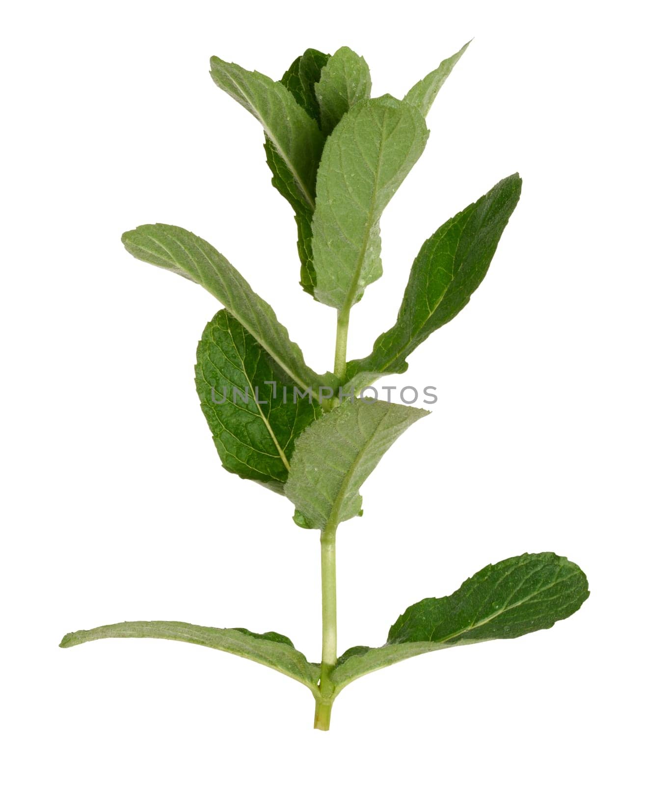 Green mint leaf on white isolated background, close up