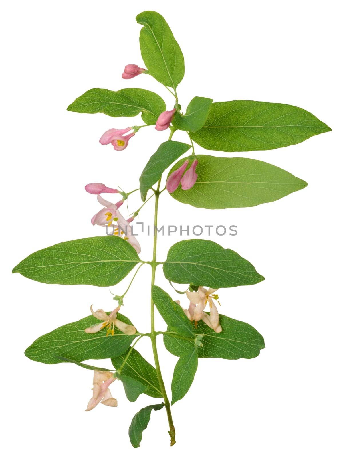 Honeysuckle branch with green leaves and pink flowers on isolated background