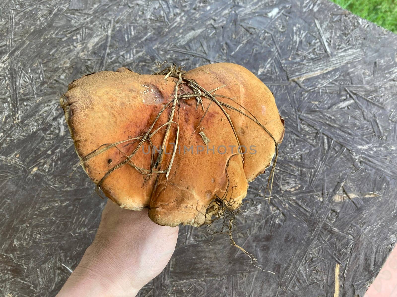 A giant boletus mushroom has grown outside a the city