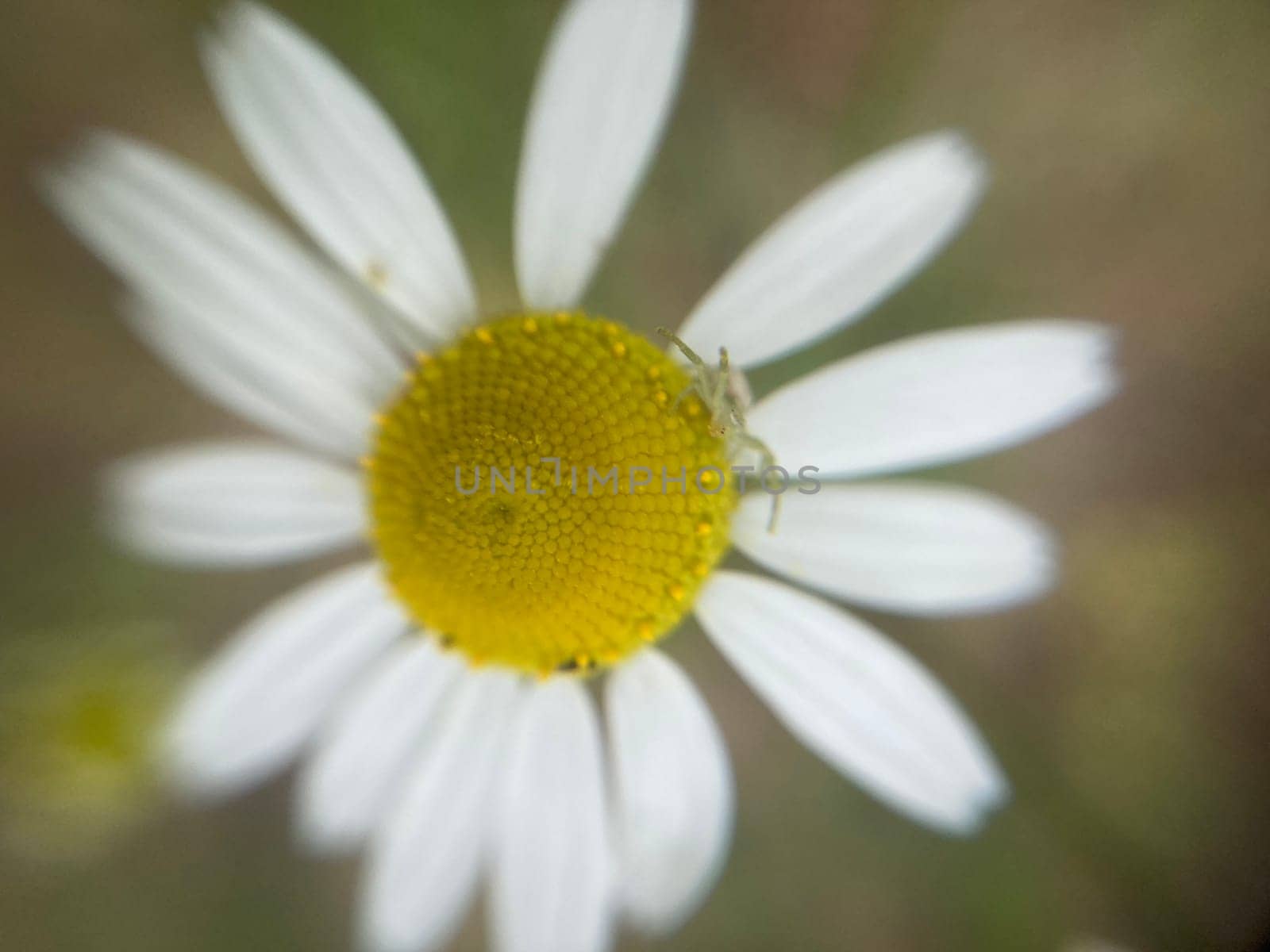 Summer flowers have bloomed in a the garden