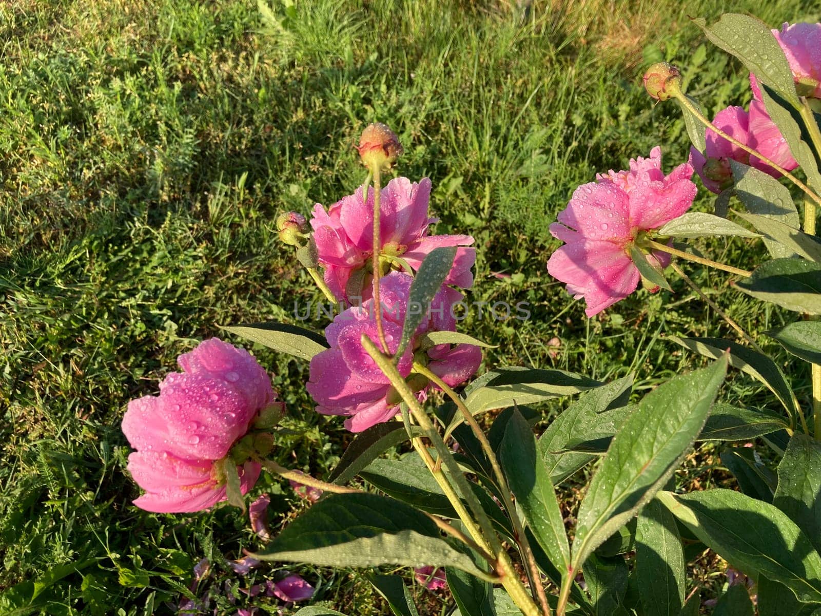 Summer flowers have bloomed in a the garden