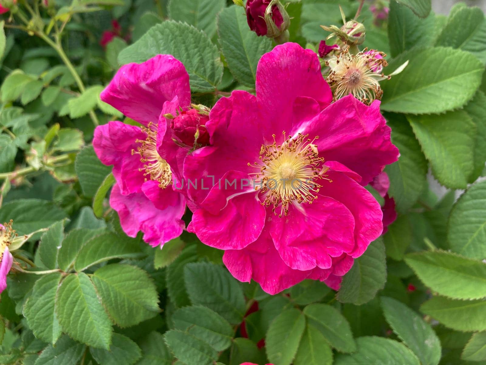 Summer flowers have bloomed in a the garden
