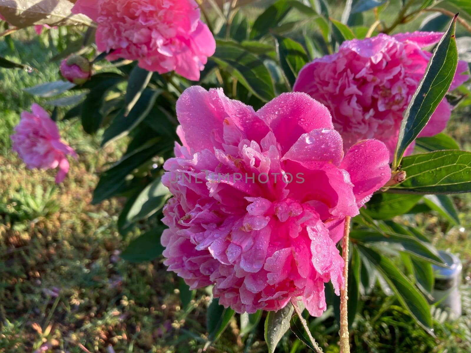 Summer flowers have bloomed in a the garden