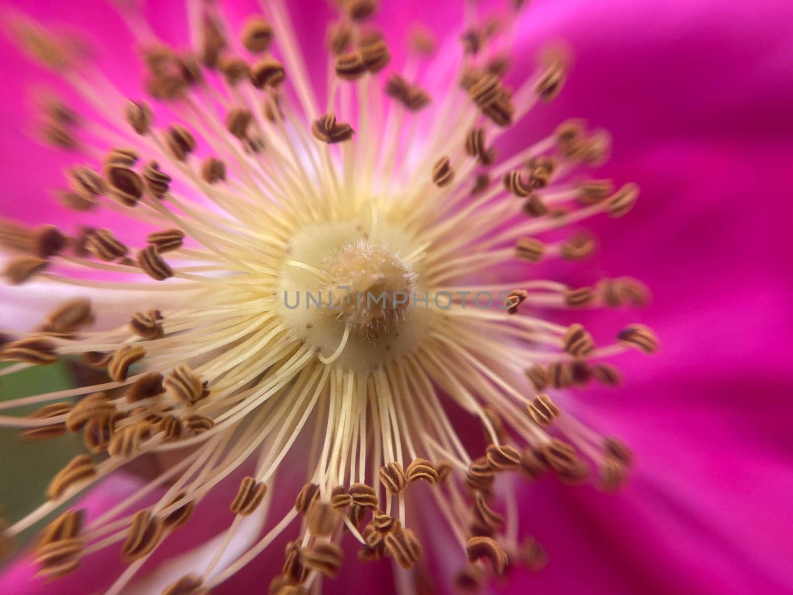 Summer flowers have bloomed in a the garden