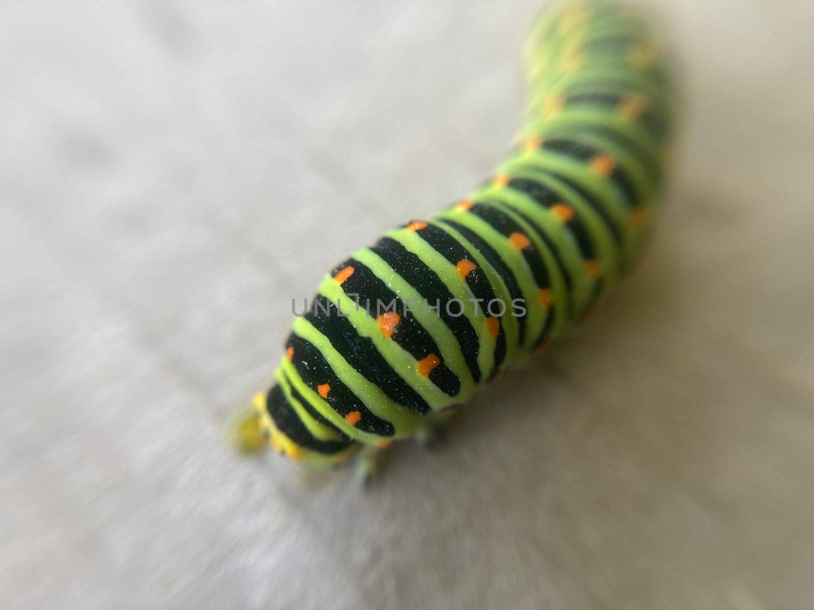 Colorful herbivorous caterpillar in a the garden