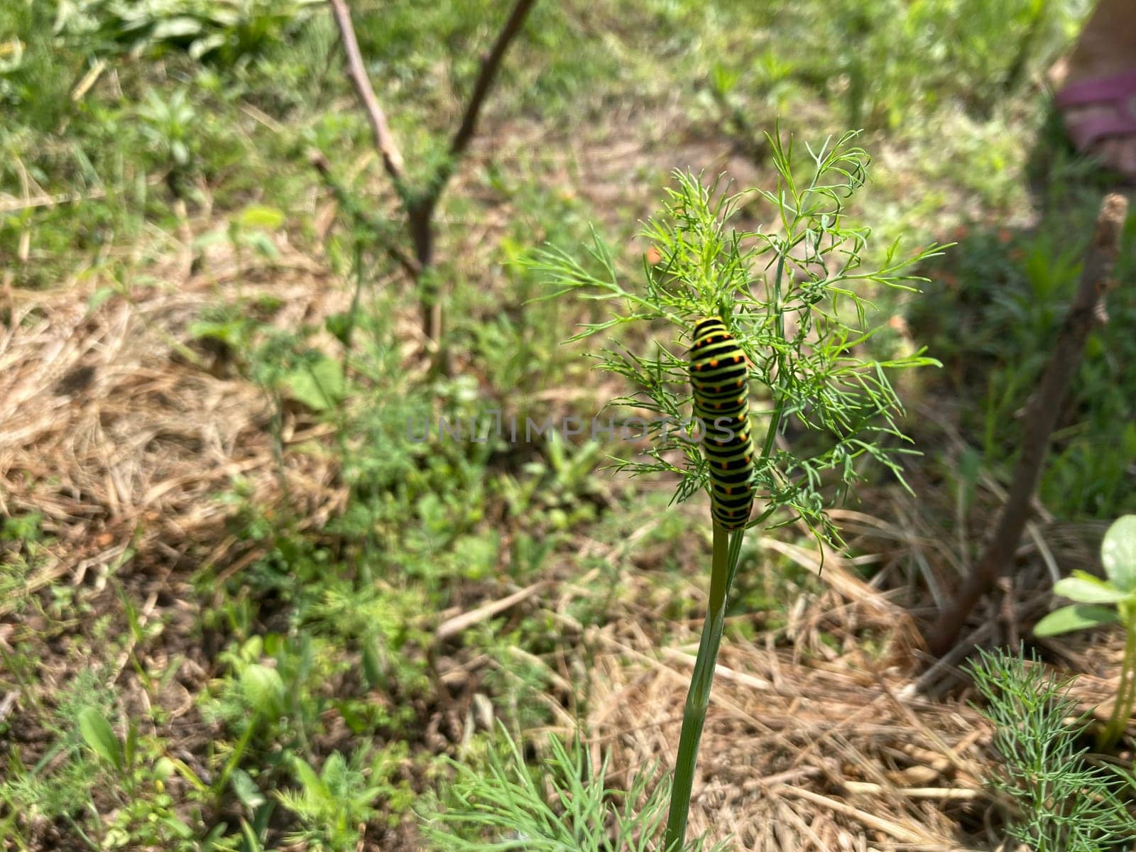 Colorful herbivorous caterpillar in a the garden