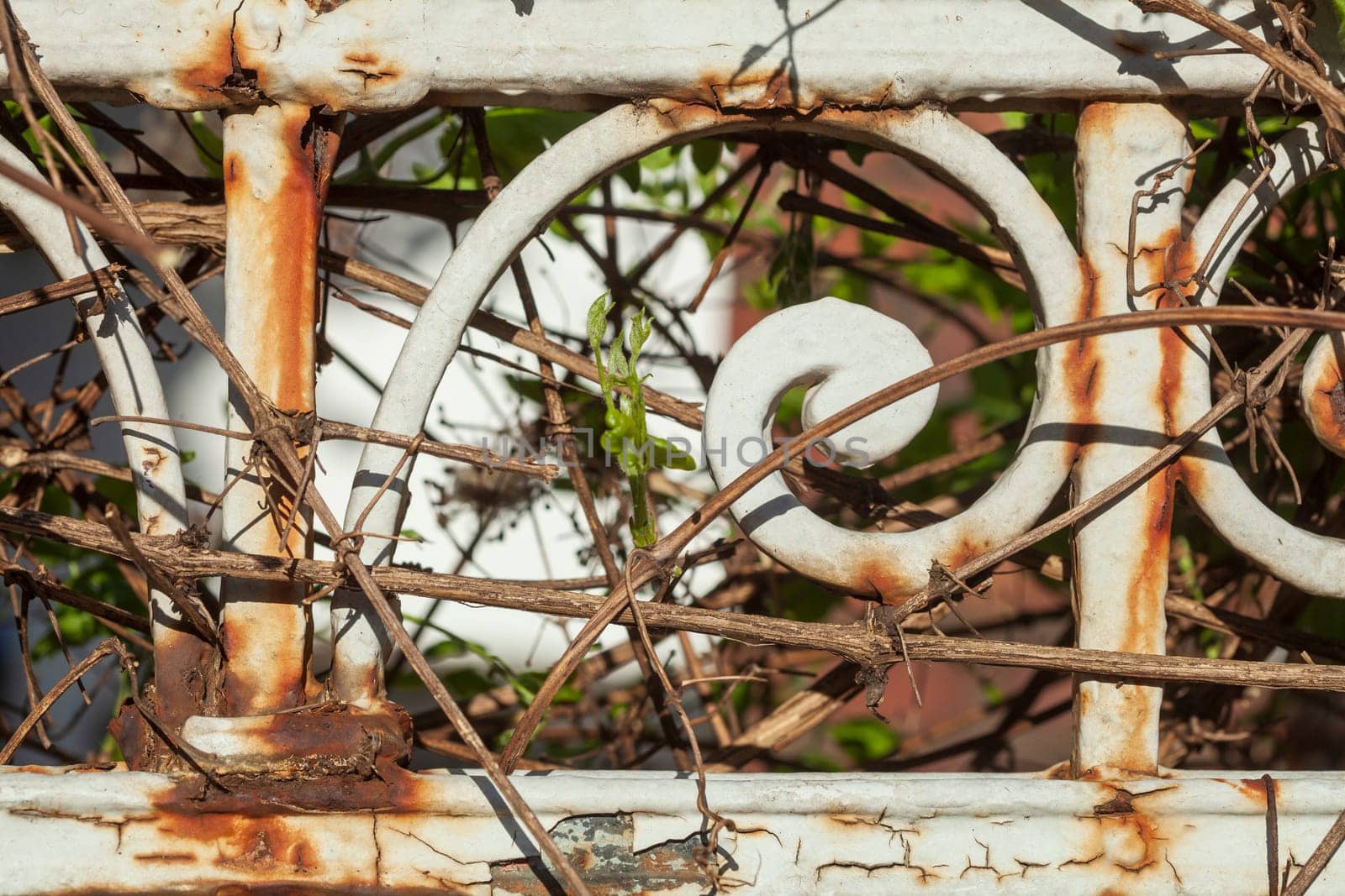 Old decorated cast iron garden fence, Germany
