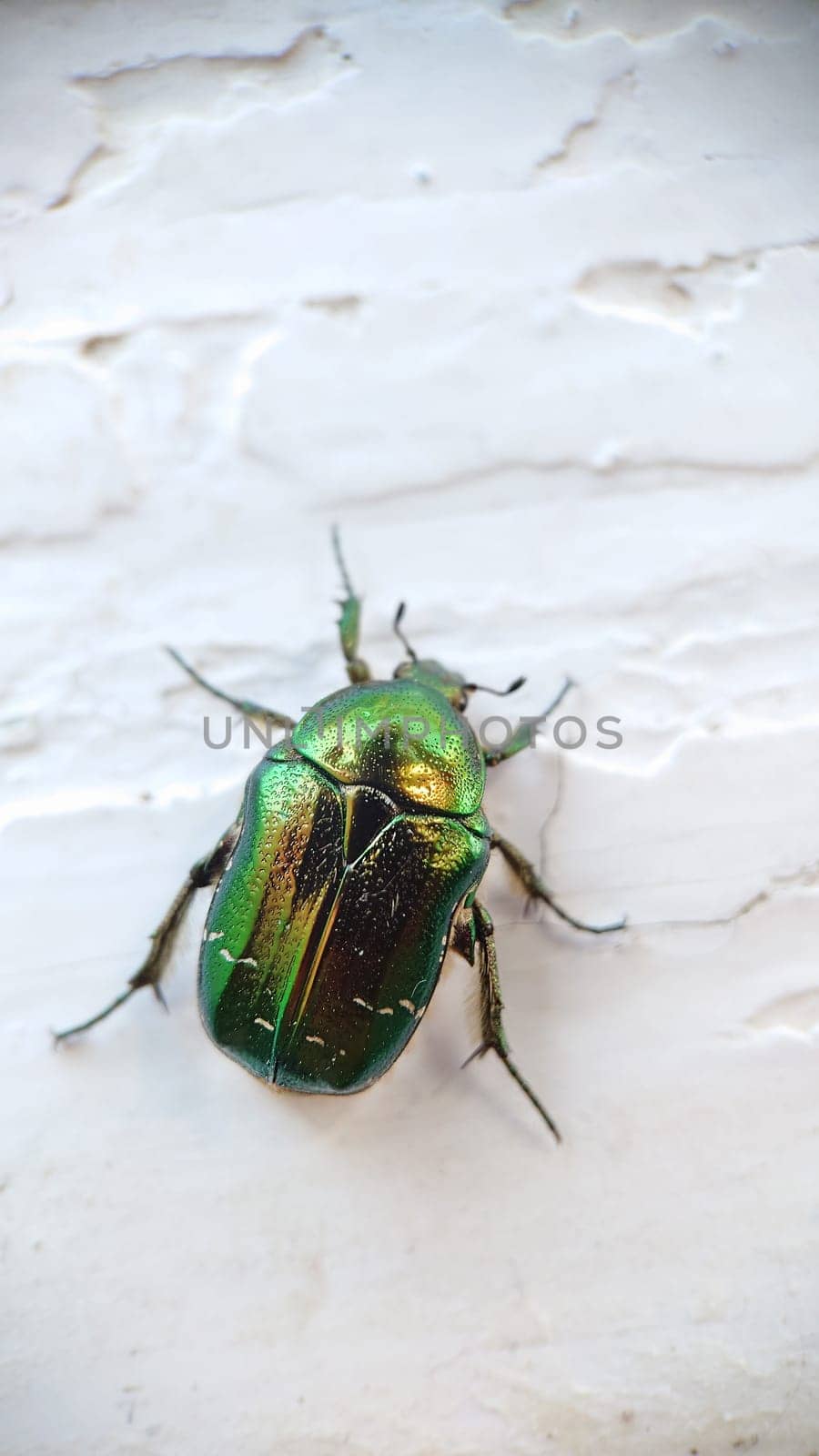 Macrophotography.A bronze beetle crawls on the white old windowsill.Texture or background.Selective focus.