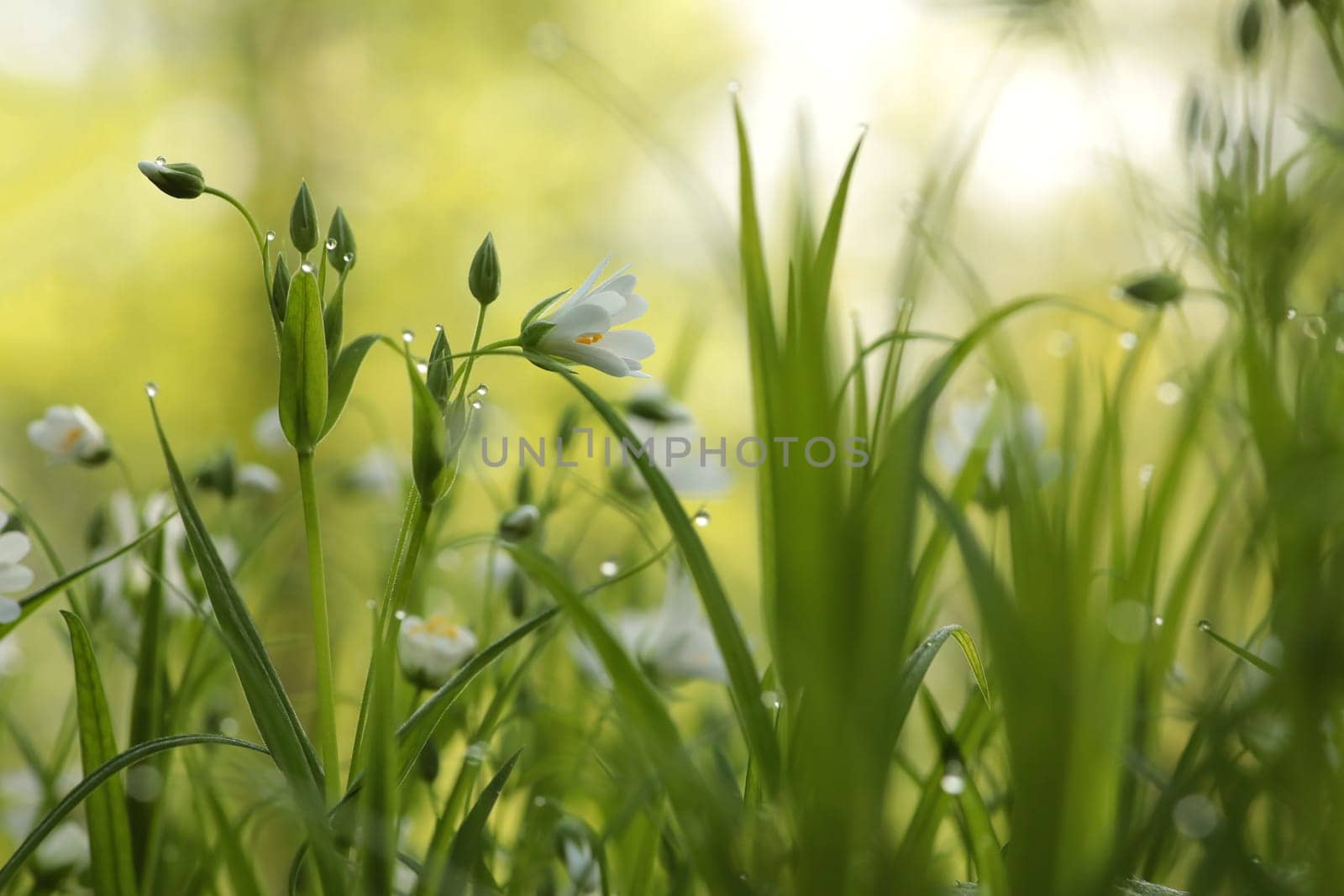 Rabelera - Stellaria holostea blooming in the forest