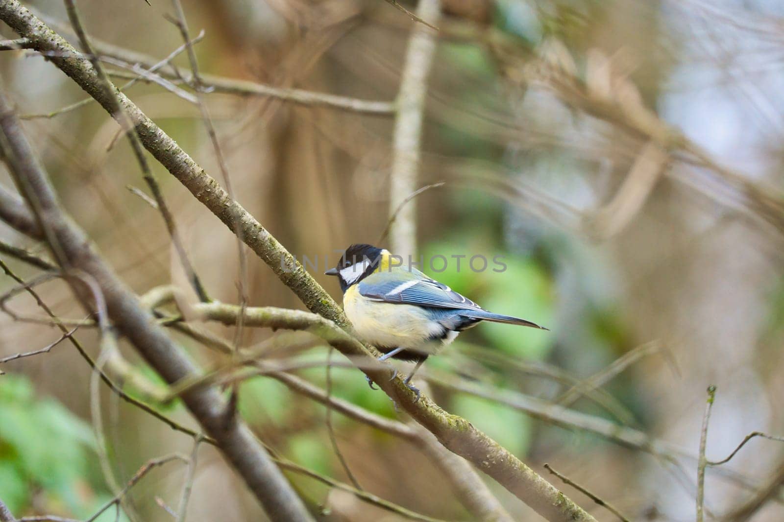 Great tit on branches in a bush. Bird species with black head and breast. Finch species. Animal photo from nature
