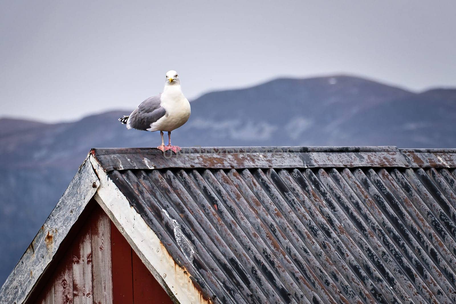 Seagull on a fisherman's house in Norway. Seabird in Scandinavia. Animal photo from nature in the north